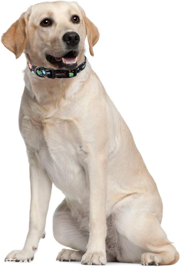 QQPETS Adjustable Soft Dog Collar: Print Flower Pink Multicolor Cute Patterns - Image 6