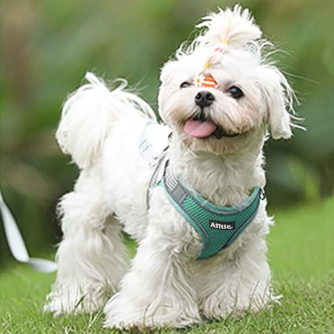 AIITLE Dog Harness, No-Pull Cat Harness - Image 9