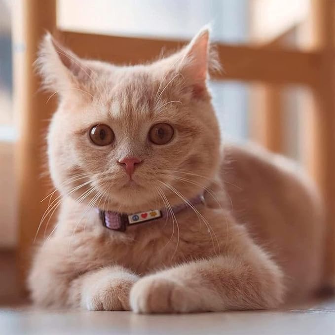 Pawtitas Reflective Orange Cat Collar - Image 2
