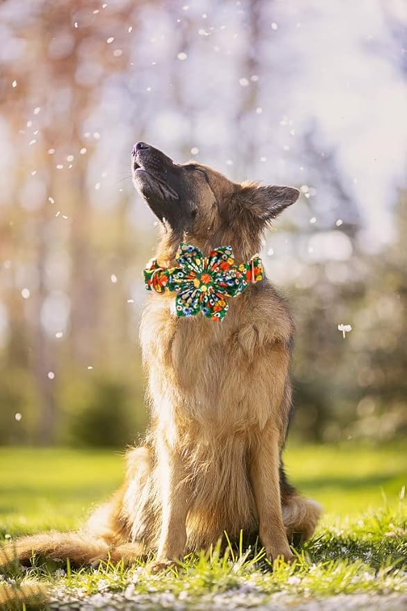 Lionheart Glory Floral Dog Collar - Image 5