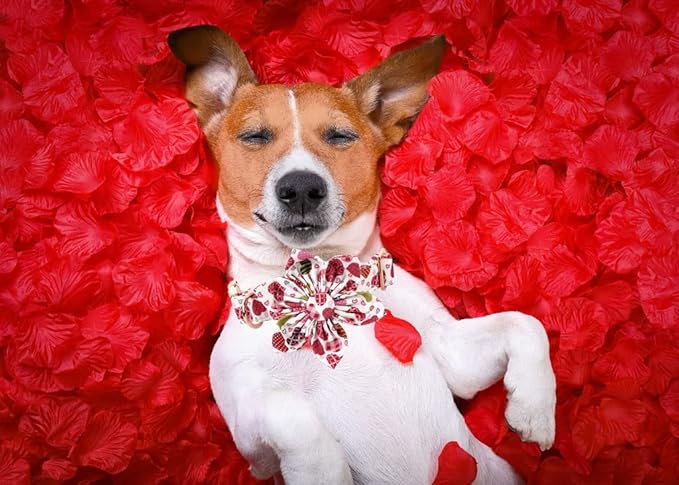 Lionheart Glory Heart Dog Collar, Valentine's Day Dogs Collar - Image 5