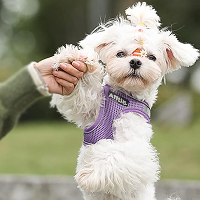 AIITLE Small Harness for Puppy - Image 7