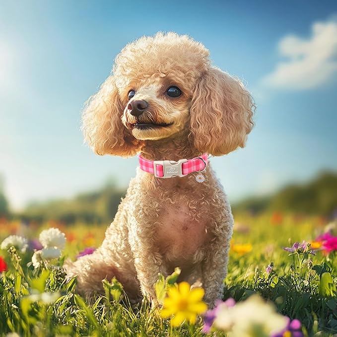 Girl Dog Collar for Small Dogs - Image 2