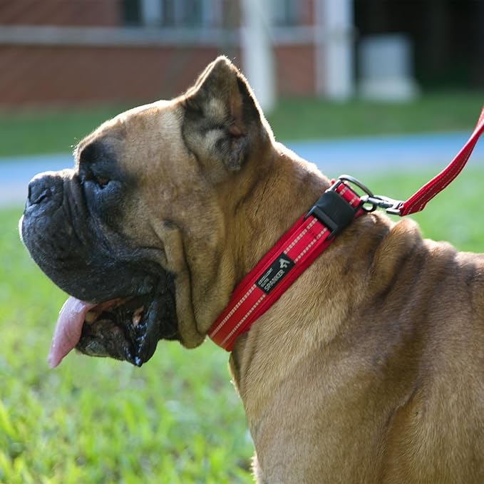 EXCELLENT ELITE SPANKER Reflective Dog Collar Classic Soft Padded Breathable - Image 7