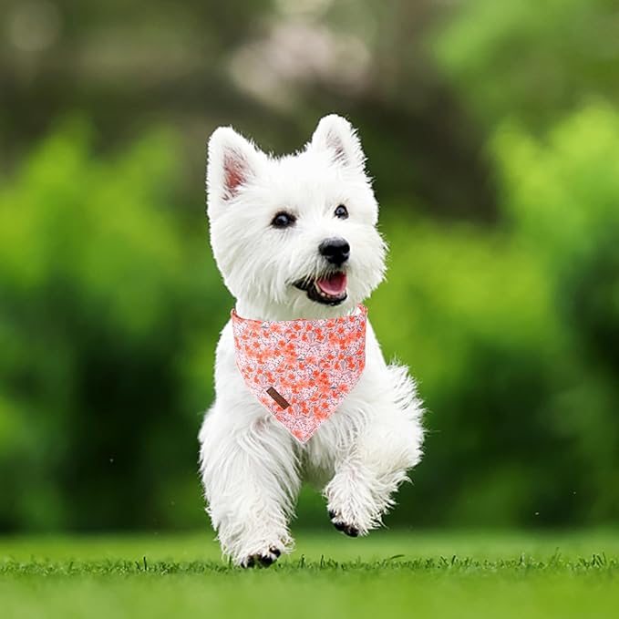 Summer Dog Bandana, UP URARA PUP Orange Bandana - Image 5