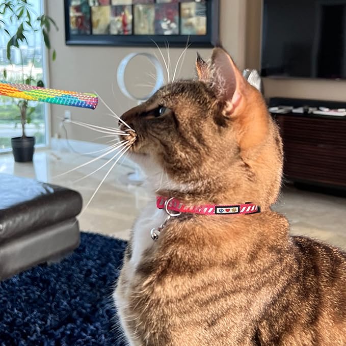 Pawtitas Personalized Orange Reflective Cat Collar – Adjustable Custom Collar - Image 9