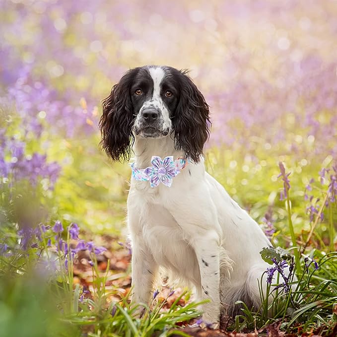 Lionheart Glory Dog Collar - Image 5