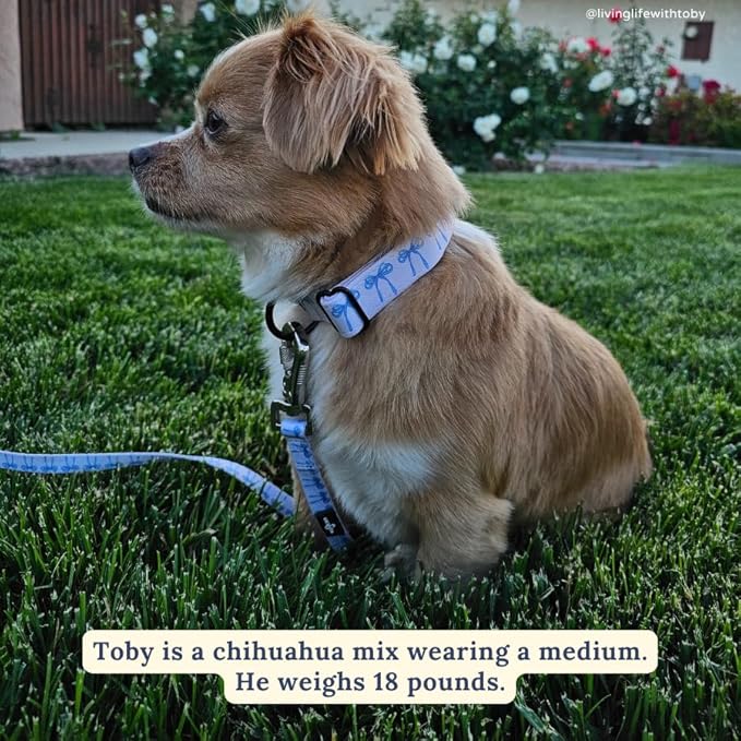 Lucy & Co. Dog Collar - Image 2