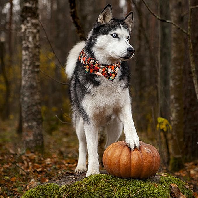 Fall Dog Collar, Leaf Pumpkin Print Adjustable Pet Collar Cute Cotton Soft - Image 5