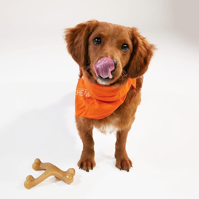 Nylabone Gourmet Style Strong Chew Toy Bundle, Toys - Image 3