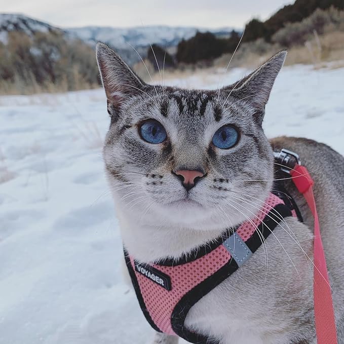 Best Pet Supplies - Image 9