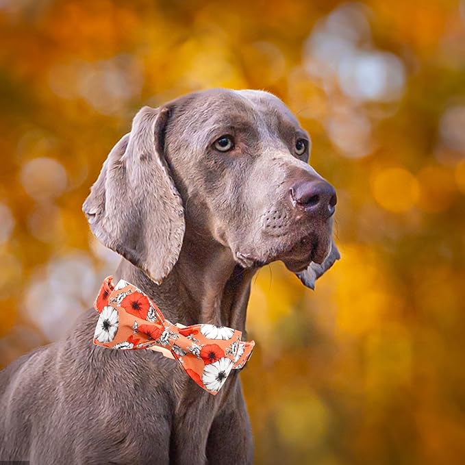 Fall Dog Collar, Pet Collar Bow Floral Pet Collar Girl Boy Holiday Collars Gift - Image 4