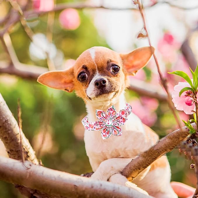 Lionheart glory Dog Collar - Image 5