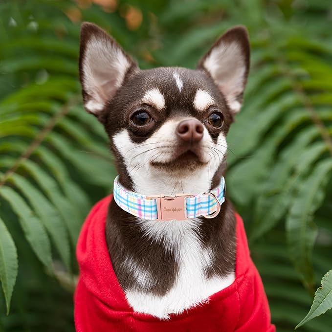 Unique Style Paws Dog Collar - Image 4