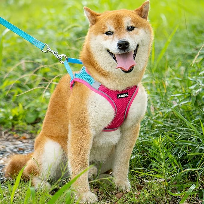 AIITLE No Pull Dog Harness and Leash Set, Step in Adjustable Dog Harness - Image 8