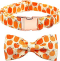 Dog Collar - Halloween Pumpkin Bowtie Pet Collar Gift Soft Bow Collar Pet by BoboRainbow