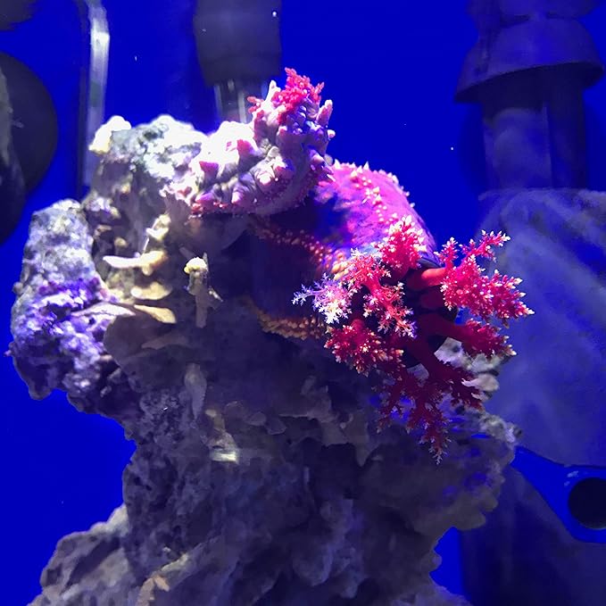 Seachem Prime Fresh and Saltwater Conditioner - Image 8