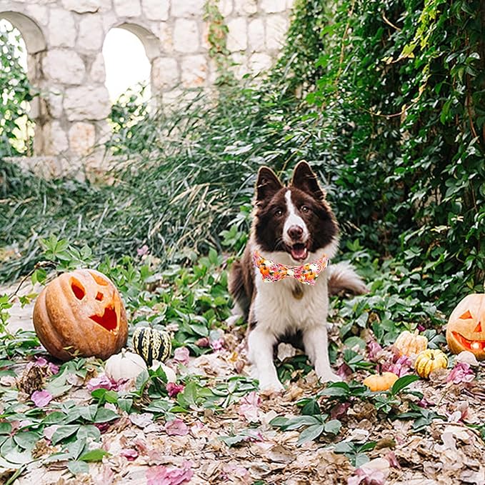 Fall Dog Collar - Image 6