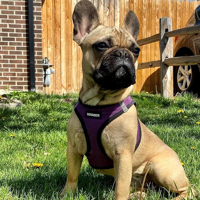Best Pet Supplies Voyager Step-in Air All Weather Mesh Harness and Reflective - Image 8